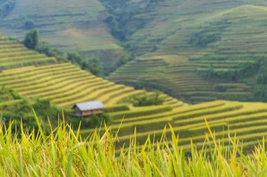 Sapa bölgesinde geleneksel pirinç terası alanları, Kuzey Vietnam