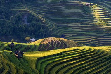Sapa bölgesinde geleneksel pirinç terası alanları, Kuzey Vietnam