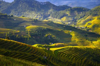 Sapa bölgesinde geleneksel pirinç terası alanları, Kuzey Vietnam