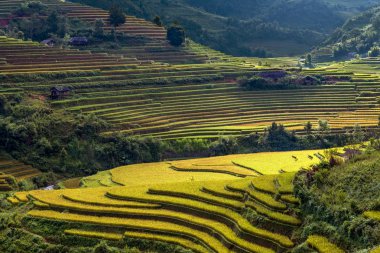 Sapa bölgesinde geleneksel pirinç terası alanları, Kuzey Vietnam