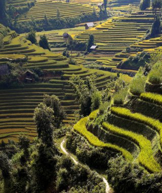 Sapa bölgesinde geleneksel pirinç terası alanları, Kuzey Vietnam