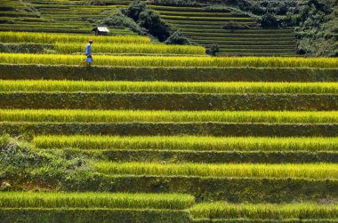 Sapa bölgesinde geleneksel pirinç tarlalarında yürüyen çiftçi işçiler, Kuzey Vietnam