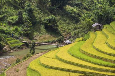 Sapa bölgesinde geleneksel pirinç terası alanları, Kuzey Vietnam