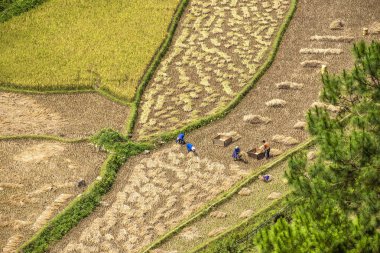 Sapa bölgesinde geleneksel pirinç tarlalarında çiftçi işçiler, Kuzey Vietnam