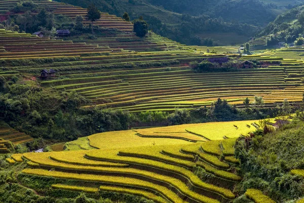 Traditionelle Reisterrassenfelder Der Sapa Region Nordvietnam — Stockfoto