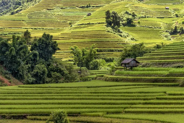 Tradiční Rýžová Pole Oblasti Sapa Severní Vietnam — Stock fotografie