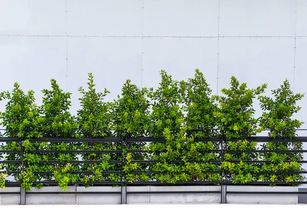Balkon Černého Kovu Zelenými Okrasnými Rostlinami Vnější Bílé Zdi Výzdoba — Stock fotografie
