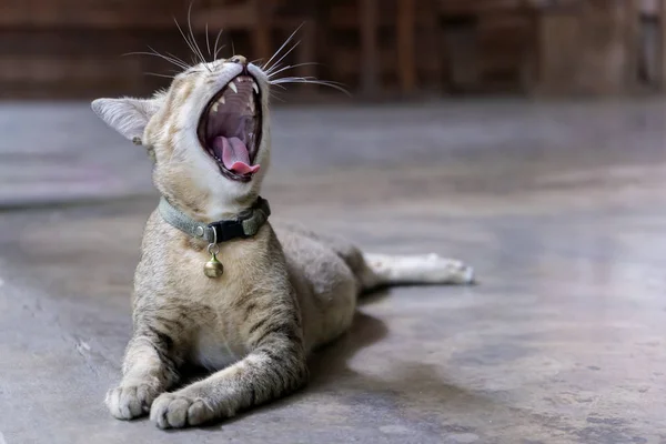 Sleepy Cat Yawning Copy Space Text — Stock Photo, Image