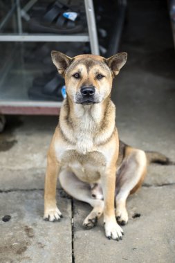 Vietnam yerel köpek oturup fotoğrafçı arıyor