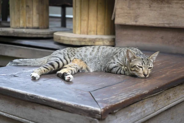 Adorável Bonito Ginger Cat Deitado Descansando Relaxado Casa — Fotografia de Stock