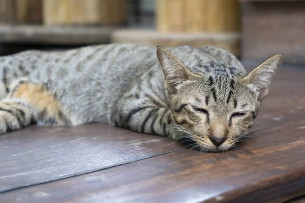 Adorável Sonolento Bonito Ginger Cat Deitado Descansando Relaxado Casa — Fotografia de Stock