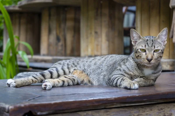 Αξιολάτρευτο Υπνηλία Χαριτωμένο Τζίντζερ Cat Ξαπλωμένοι Ξεκούραστα Στο Σπίτι — Φωτογραφία Αρχείου