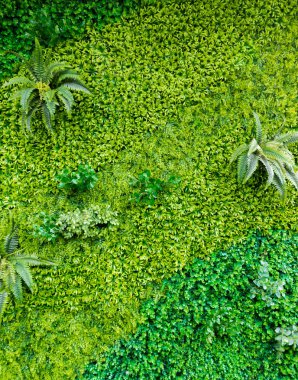 Arka plan için duvar dekorasyon bahçe yeşil doğal bitki