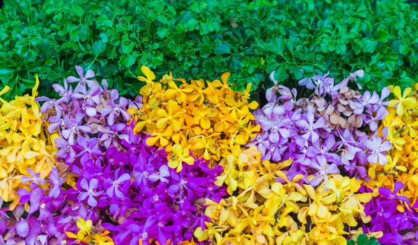 Bunga Mekar Yang Indah Anggrek Untuk Wallpaper Atau Latar Belakang — Stok Foto