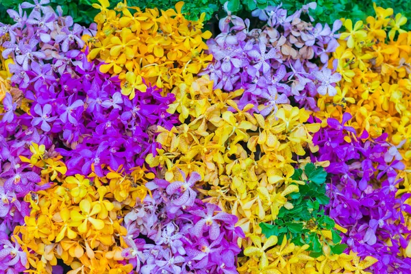 Bunga Mekar Yang Indah Anggrek Untuk Wallpaper Atau Latar Belakang — Stok Foto