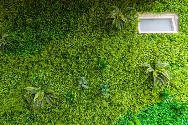 Planta Verde Natural Con Ventana Blanca Pared Decoración Interior Jardinería — Foto de Stock