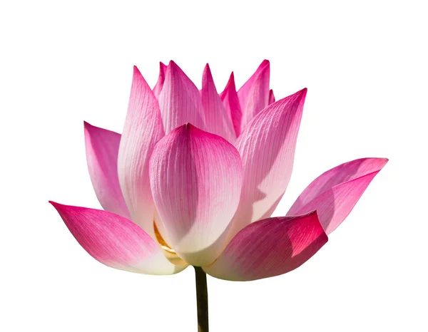 Güzel pembe lotus çiçek veya bilim adı Nelumbo beyaz arka plan üzerinde kırpma yolu ile çiçeklenme olduğunu