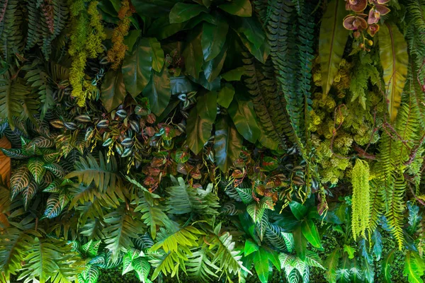 Alam Yang Indah Dari Hutan Hujan Tropis Tanaman Buatan Dekorasi — Stok Foto