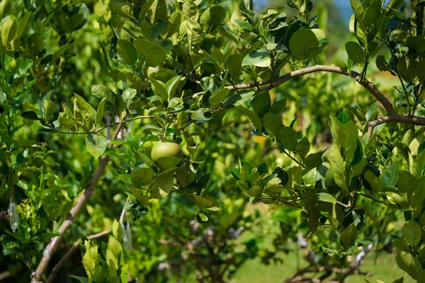 Lime Tree Fresh Fruit Tree Organic Farm Agriculture — Stock Photo, Image