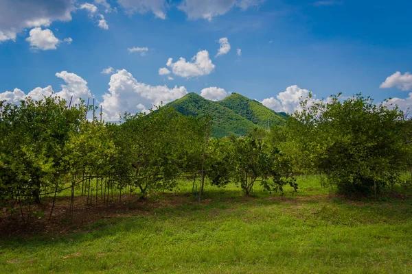 Kalk Boom Vers Fruit Boom Biologische Landbouwsector — Stockfoto