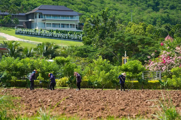 Phetchaburi Thailand Oktober 2018 Jordbrukare Arbetar Kungligt Initiativ Projekt Chang — Stockfoto