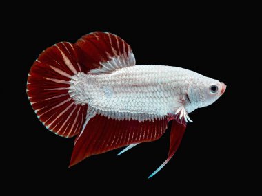 Güzel betta splendens Halfmoon Red Dragon Siyam mücadele balık, Macropodinae, Osphronemidae, siyah arka plan üzerinde kırmızı kuyruk yüzgeci ve beyaz deri pul.