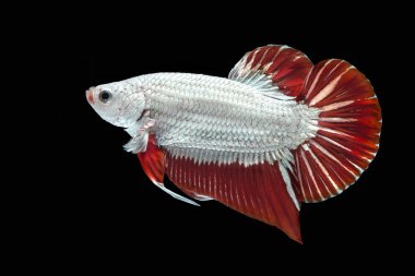 Güzel betta splendens Halfmoon Red Dragon Siyam mücadele balık veya Macropodinae, Osphronemidae, kırmızı kuyruk yüzgeci ve siyah arka plan üzerinde beyaz deri pul.