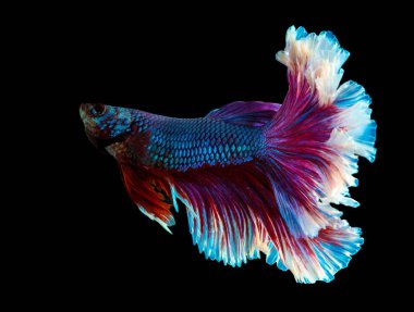 Siyah arka plan üzerinde betta balık splendens Halfmoon Siyam mücadele balık veya Macropodinae veya Osphronemidae güzel hareket.