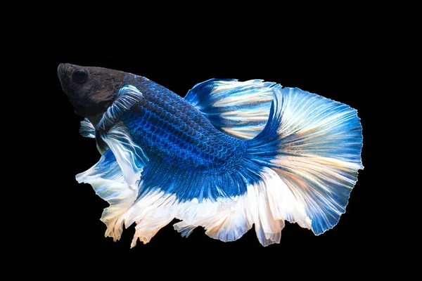 Beautiful Betta Splendens Halfmoon Blue Fish Flakes Skin White Tail — Stock Photo, Image