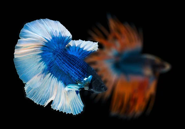 Hermosa Betta Splendens Halfmoon Blue Fish Flakes Skin White Tail — Foto de Stock