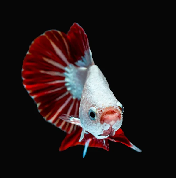 Beautiful Betta Splendens Halfmoon Red Dragon Siamese Fighting Fish Macropodinae — Stock Photo, Image