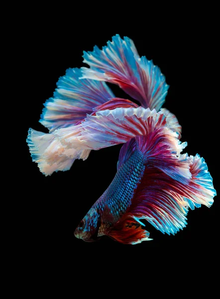 Beautiful Movement Betta Fish Splendens Halfmoon Siamese Fighting Fish Macropodinae — Stock Photo, Image