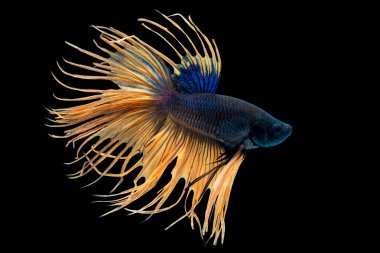 Güzel betta splendens Crowntail Siyam mücadele balık, Macropodinae veya Osphronemidae sarı kuyruk yüzgeci ve mavi deri kırpma yolları ile Tayland pul