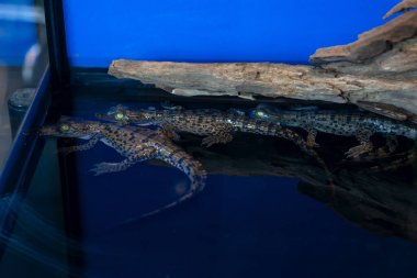 Tuzlu su Timsah bebek veya bilim adı Crocodylus Porosus kereste üzerinde yalan