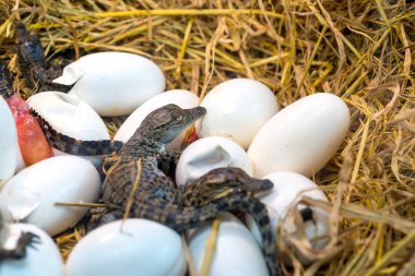 Timsah bebek kuluçka yumurtadan yumurta veya bilim adı Crocodylus Porosus saman üzerinde yatan