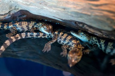 Tuzlu su Timsah bebek veya bilim adı Crocodylus Porosus kereste üzerinde yalan