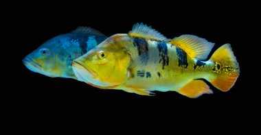 Güzel Orinoco Peacock bas veya Cichla Ocellaris, kelebek tavus kuşu bas Güney Amerika'dan cichlid çok büyük bir türüdür 