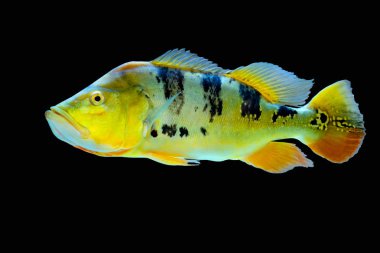 Güzel Orinoco Peacock bas veya Cichla Ocellaris, kelebek tavus kuşu bas Güney Amerika'dan cichlid çok büyük bir türüdür 