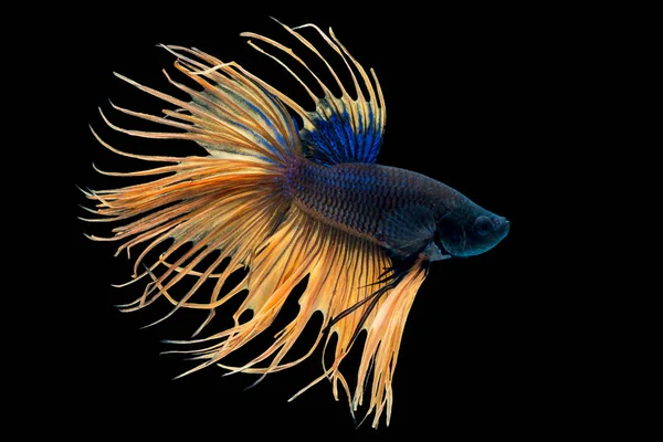 Beautiful Betta Splendens Crowntail Siamese Fighting Fish Macropodinae Osphronemidae Yellow — Stock Photo, Image