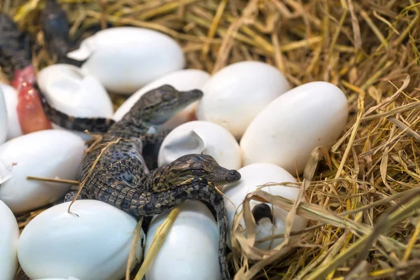 Yeni doğan Timsah bebek kuluçka yumurtaları veya bilim adı Crocodylus Porosus saman üzerinde yatan yumurtadan 
