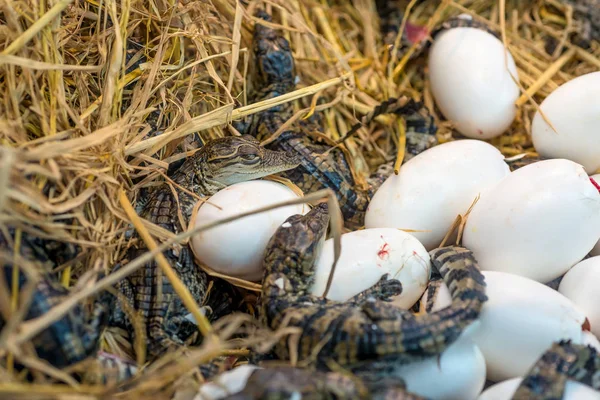 鳄鱼宝宝孵化孵卵或科学名称鳄鱼波罗苏斯躺在稻草 — 图库照片