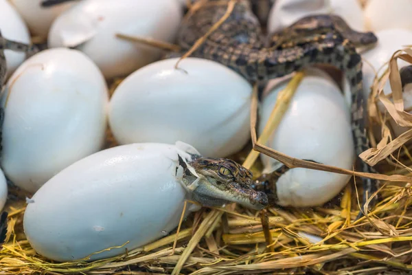 New Born Crocodile Baby Incubation Hatching Eggs Science Name Crocodylus — Stock Photo, Image