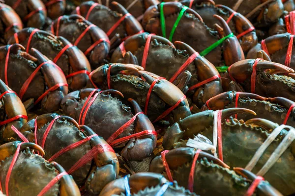 Fresh Serrated Mud Crab Science Name Scylla Serrata Favorite Delicious — Stock Photo, Image