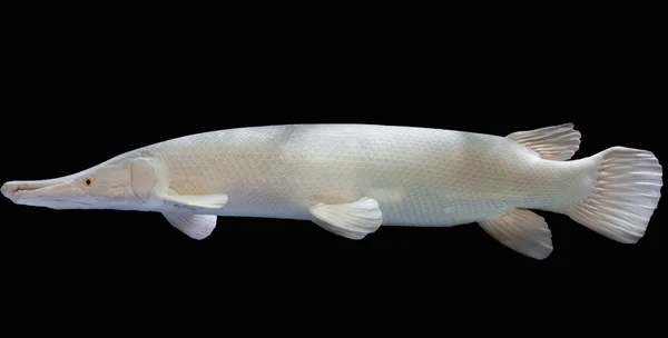 Fantastiska Albino Alligator Gars Silver Eller Atractosteus Spatel Aligator Platina — Stockfoto