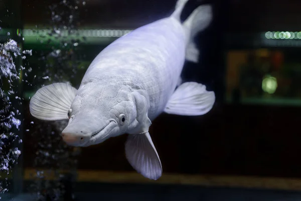 Amazing Albino Timsah Gars Gümüş Veya Atractosteus Spatula Aligator Platin — Stok fotoğraf