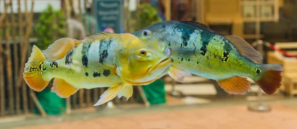 Beautiful Orinoco Peacock Bass Cichla Ocellaris Butterfly Peacock Bass Very — Stock Photo, Image