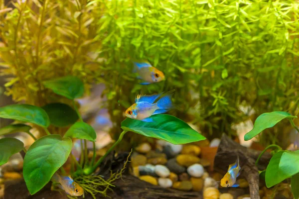 Beautiful Short Body Ram Cichlid Mikrogeophagus Ramirezi Aquarium Dwarf Fish — Stock Photo, Image