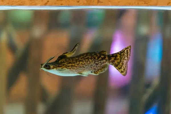 Driftwood Catfish Trachelyopterus Fisher Family Auchenipteridae Swimming Fish Tank Fish — Stock Photo, Image