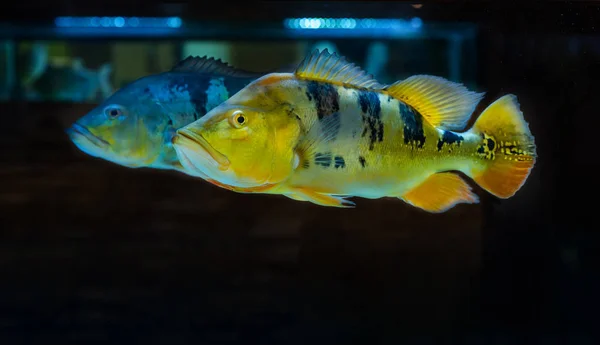 Beautiful Orinoco Peacock Bass Cichla Ocellaris Butterfly Peacock Bass Very — Stock Photo, Image