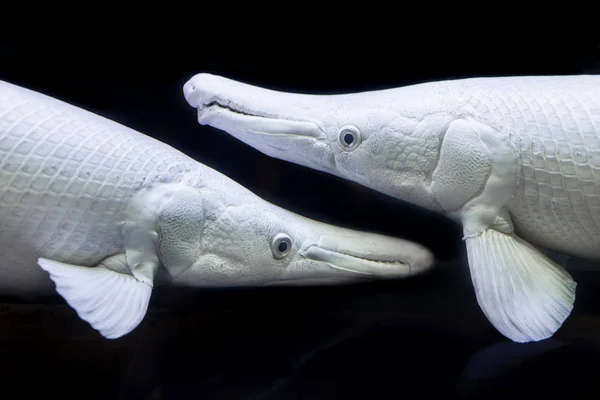 Amazing Albino Alligator Gars Silver Atractosteus Spatula Aligator Platinum Fish — Stock Photo, Image